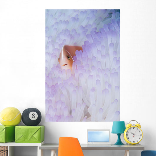Pink Anemonefish Bleached Magnificent Wall Decal