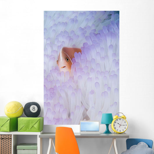 Pink Anemonefish Bleached Magnificent Wall Decal