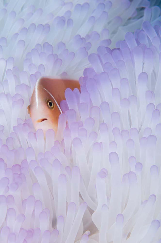Pink Anemonefish Bleached Magnificent Wall Decal