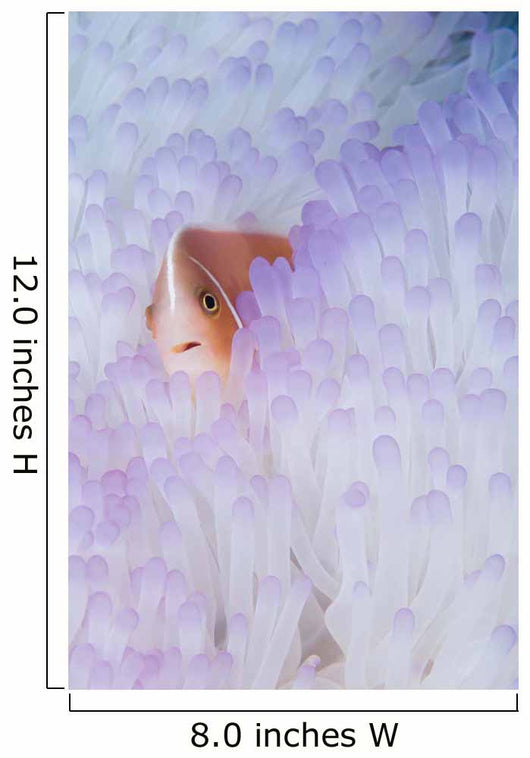 Pink Anemonefish Bleached Magnificent Wall Decal