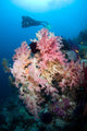 Soft Corals Tropical Reef Wall Decal Design 2