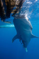 Whale Shark Feeding under Wall Decal Design 6