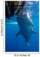 Whale Shark Feeding under Wall Decal Design 6