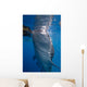 Whale Shark Feeding under Wall Decal Design 5