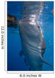 Whale Shark Feeding under Wall Decal Design 5