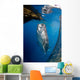 Whale Shark Feeding under Wall Decal Design 4