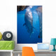 Whale Shark Feeding under Wall Decal Design 3