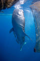 Whale Shark Feeding under Wall Decal Design 3