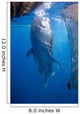 Whale Shark Feeding under Wall Decal Design 3
