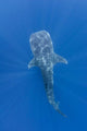 Whale Shark Feeding under Wall Decal Design 2