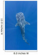 Whale Shark Feeding under Wall Decal Design 2