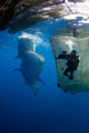 Diver Films Whale Sharks Wall Decal Design 3