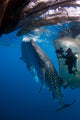 Diver Films Whale Sharks Wall Decal Design 2