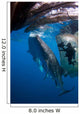 Diver Films Whale Sharks Wall Decal Design 2