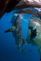 Diver Films Whale Sharks Wall Decal Design 1