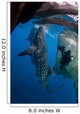 Diver Films Whale Sharks Wall Decal Design 1