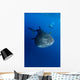 Diver Films Whale Shark Wall Decal