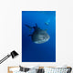 Diver Films Whale Shark Wall Decal
