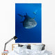 Diver Films Whale Shark Wall Decal