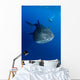 Diver Films Whale Shark Wall Decal