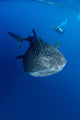 Diver Films Whale Shark Wall Decal