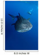 Diver Films Whale Shark Wall Decal