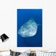 Whale Shark Cenderawasih Bay Wall Decal Design 2