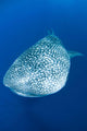 Whale Shark Cenderawasih Bay Wall Decal Design 2