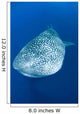 Whale Shark Cenderawasih Bay Wall Decal Design 2