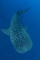 Whale Shark Feeding under Wall Decal Design 1