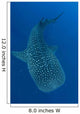 Whale Shark Feeding under Wall Decal Design 1