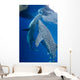 Pair Whale Sharks Feeding Wall Decal