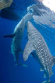 Pair Whale Sharks Feeding Wall Decal
