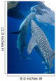 Pair Whale Sharks Feeding Wall Decal