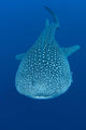 Whale Shark Cenderawasih Bay Wall Decal Design 1