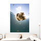 Sunrays Illuminate Jellyfish Kakaban Wall Decal Design 8