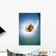Sunrays Illuminate Jellyfish Kakaban Wall Decal Design 6