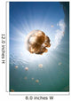Sunrays Illuminate Jellyfish Kakaban Wall Decal Design 6