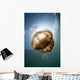 Sunrays Illuminate Jellyfish Kakaban Wall Decal Design 4