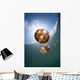 Sunrays Illuminate Jellyfish Kakaban Wall Decal Design 2