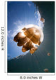 Sunrays Illuminate Jellyfish Kakaban Wall Decal Design 1