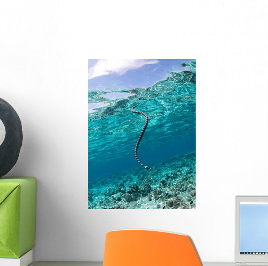 Sea Krait Surfacing for Wall Decal