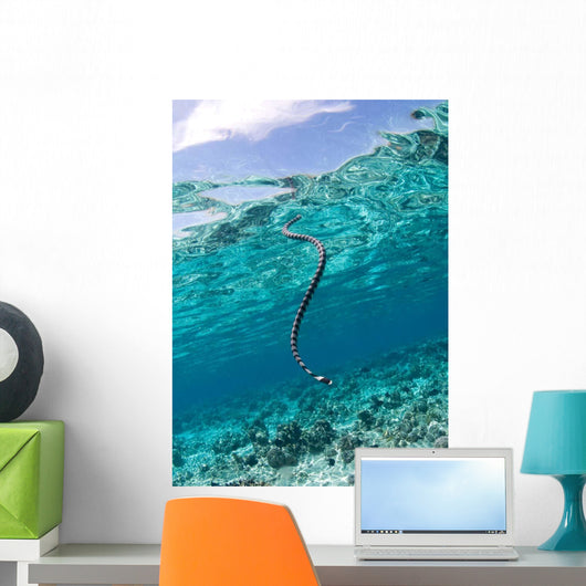 Sea Krait Surfacing for Wall Decal