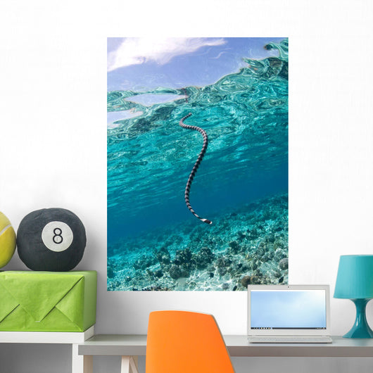Sea Krait Surfacing for Wall Decal