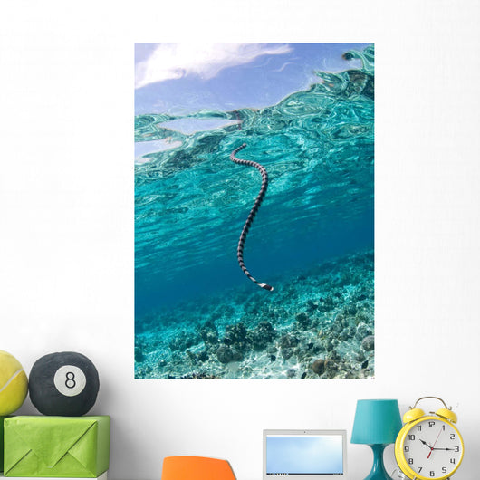 Sea Krait Surfacing for Wall Decal