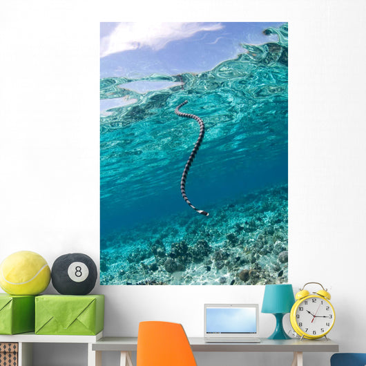 Sea Krait Surfacing for Wall Decal