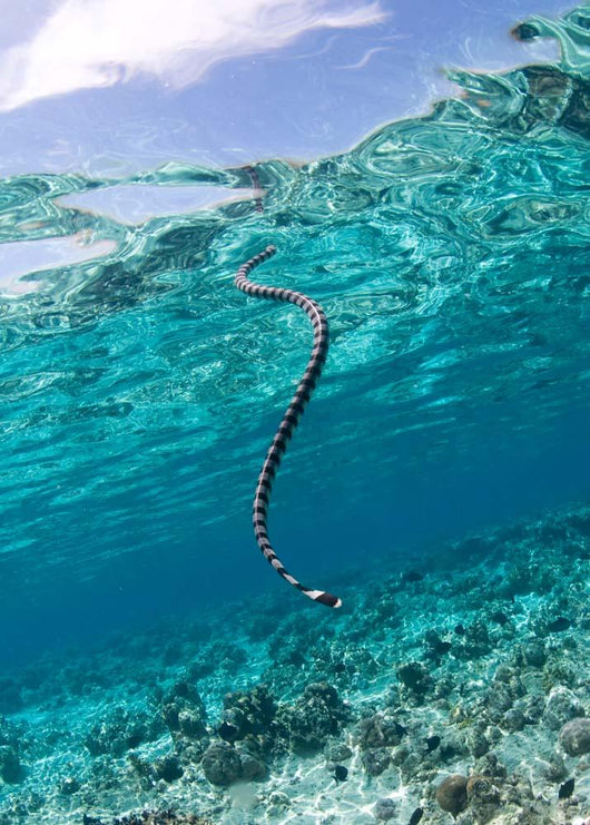 Sea Krait Surfacing for Wall Decal