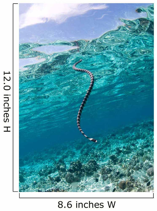 Sea Krait Surfacing for Wall Decal