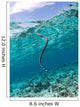 Sea Krait Surfacing for Wall Decal