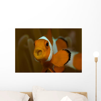 False Clown Anemonefish with Wall Decal shown on a wall